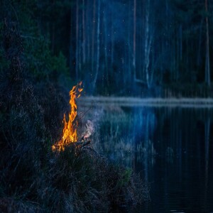 The Melody of the Forest: A Shortstory