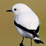 VIVIZINHA INTUITORA