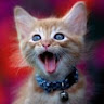 Kittenfuud