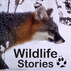 Ep. 1: Coyote Question