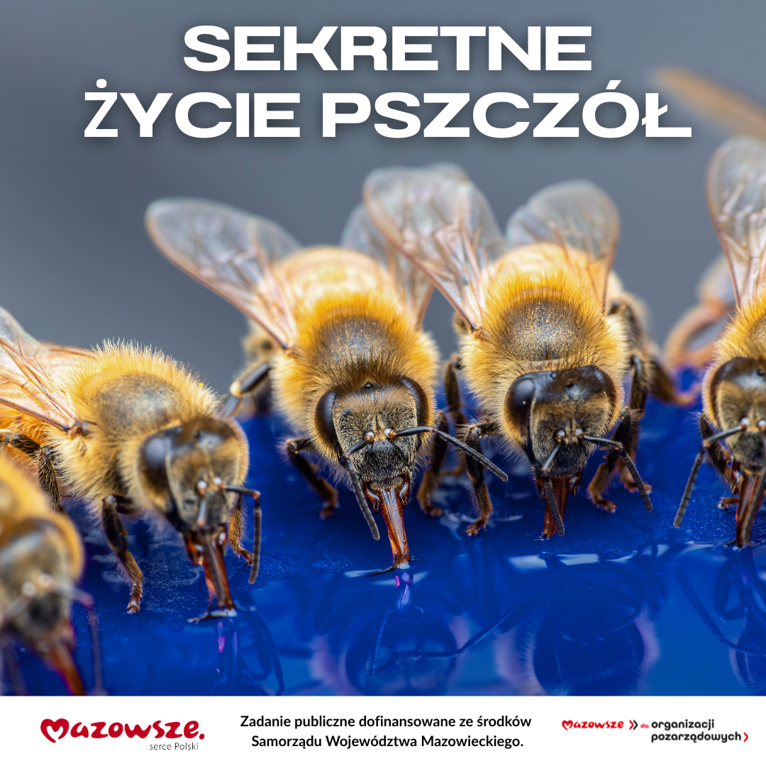 Sekretne życie pszczół
