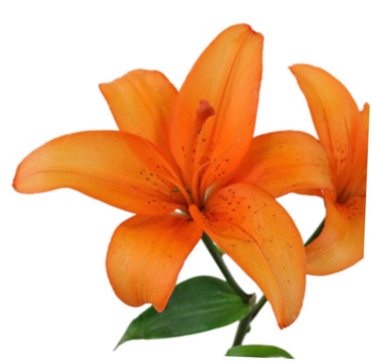 orange_lilies