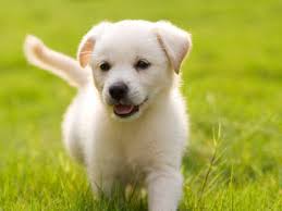 cristinaspuppy123