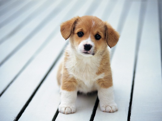 4puppies