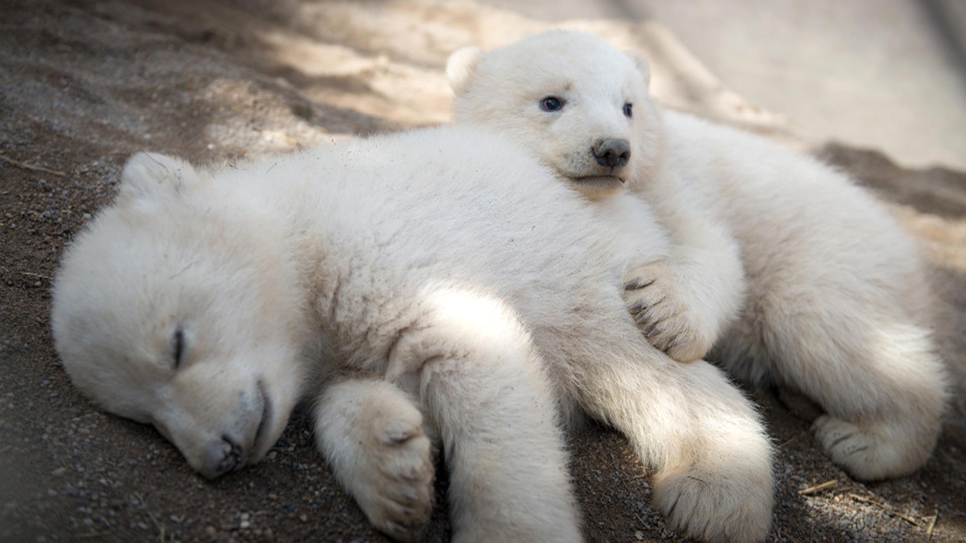 japolarbears