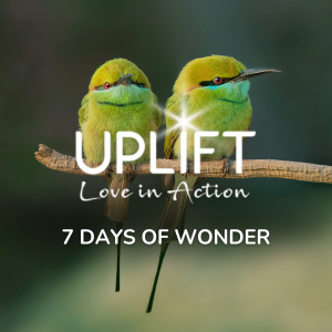 7 Days Of Wonder
