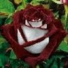 Shar