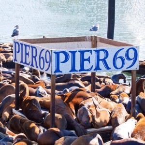 Pier 69