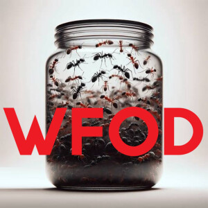 WFOD