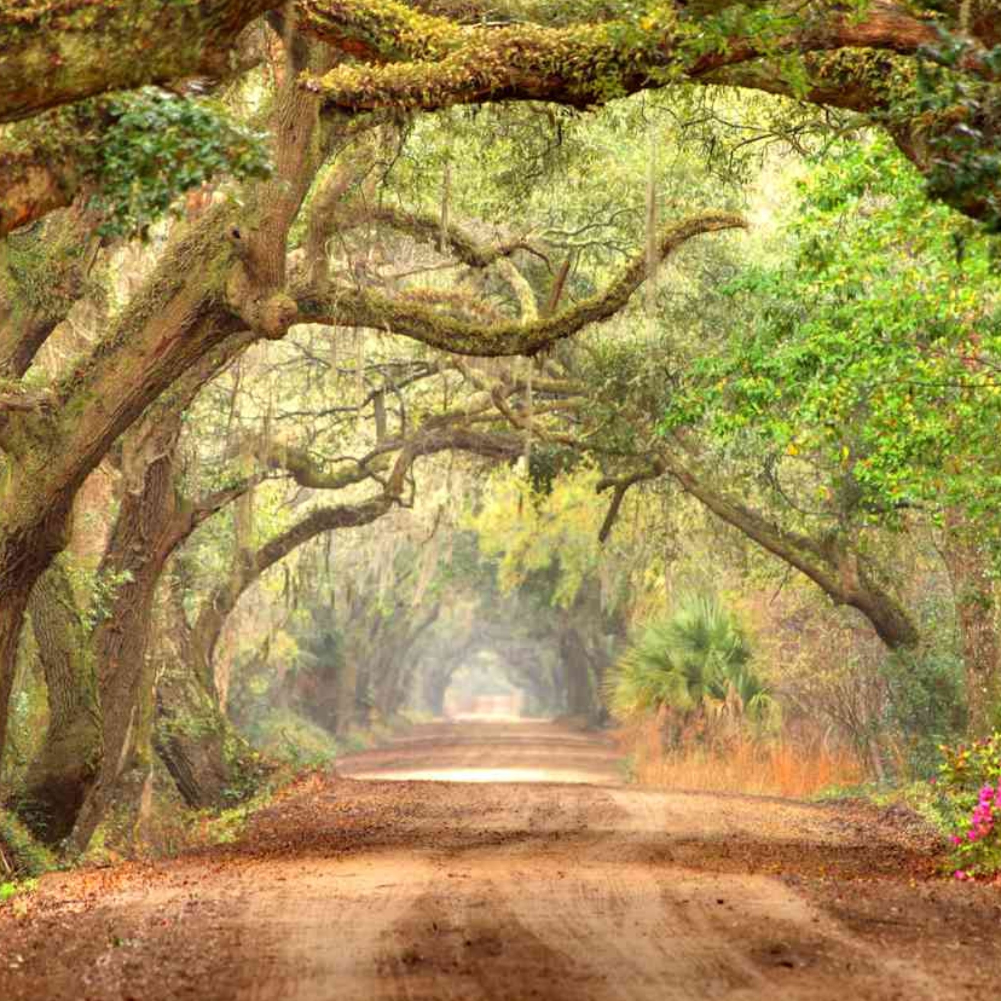 The Whispers of Charleston