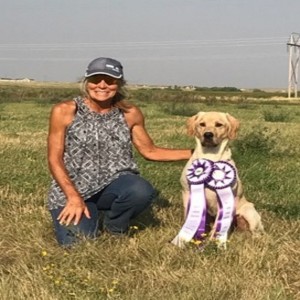 Training the Pointing Labrador