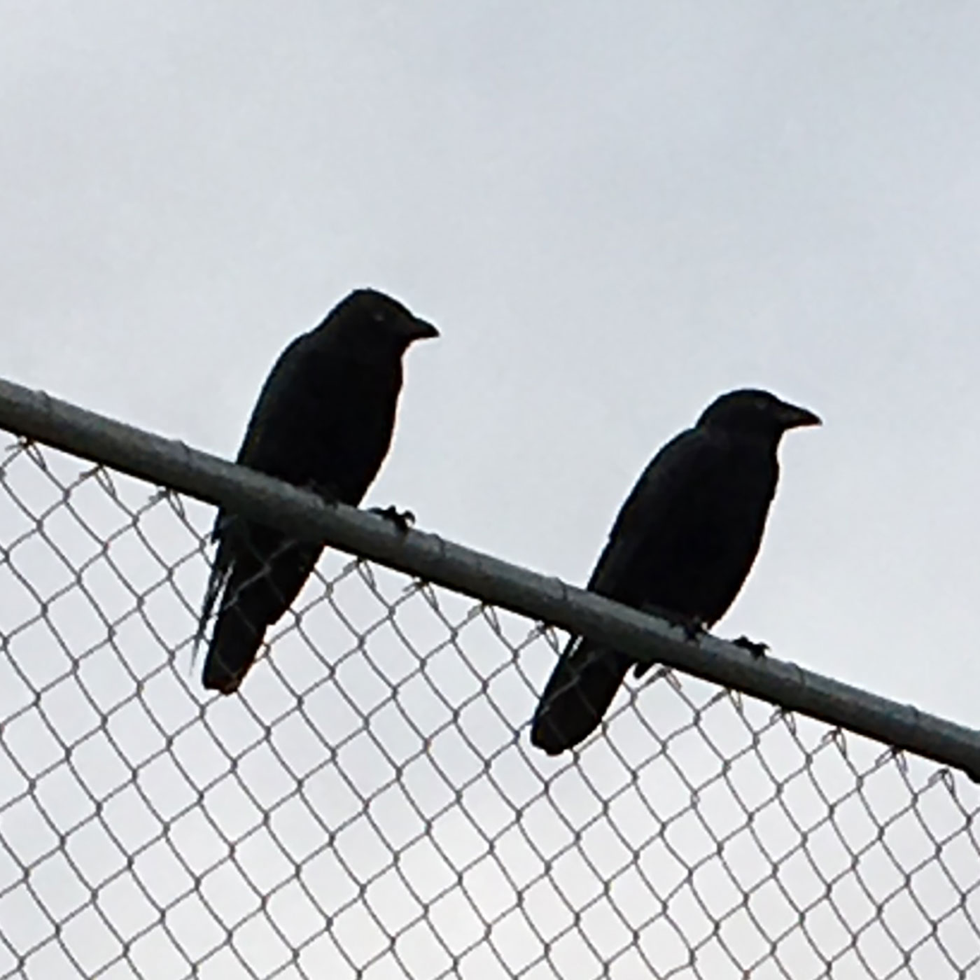 What Do You Call Two Crows