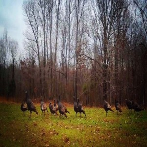 Arkansas Hunting