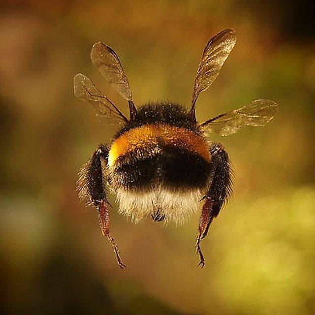 Bumble