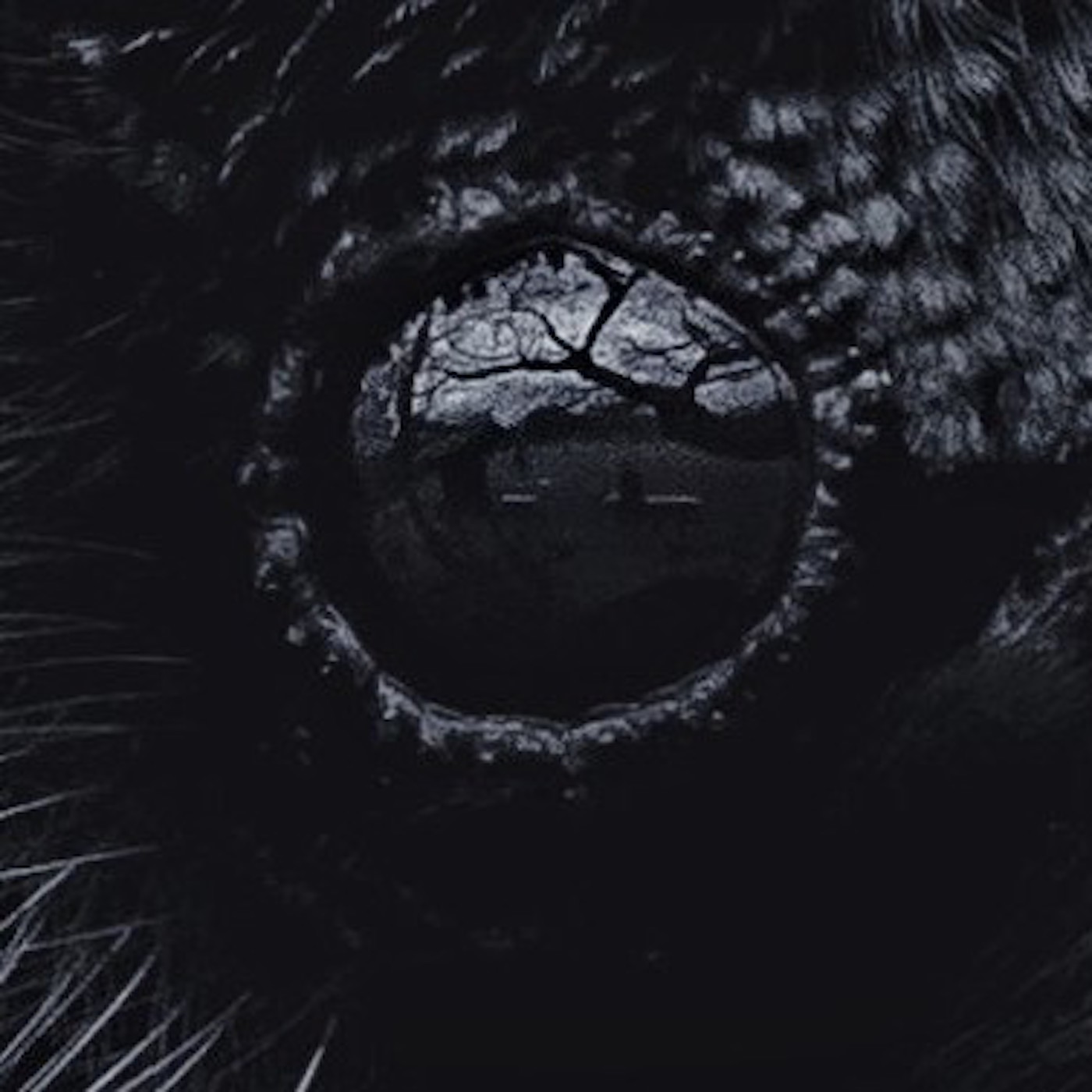 The Secret Raven