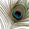 Profile logo