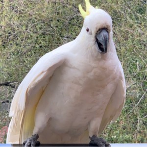 birdie