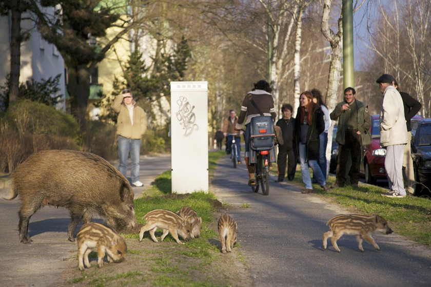 Boar Talk