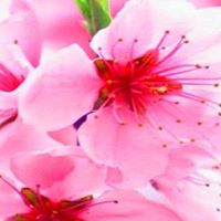 serenityblossom112