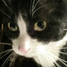 Outsidekitty