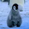 Hopping Penguin