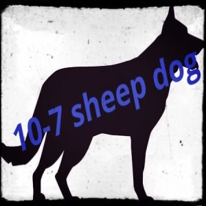 10-7 sheepdog