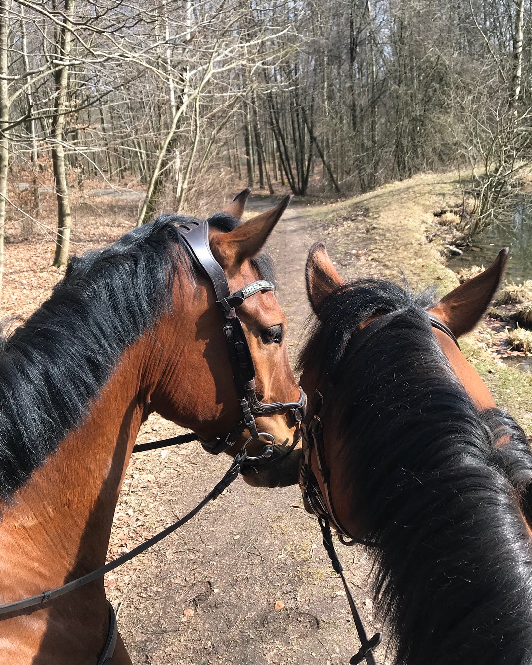 Alice & Saga fattar galopp