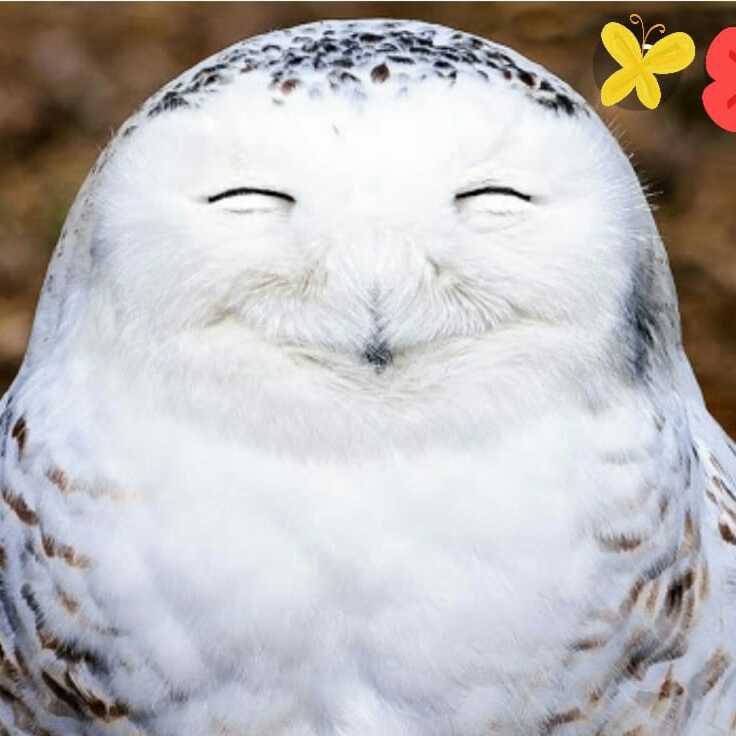 The Happy Owl