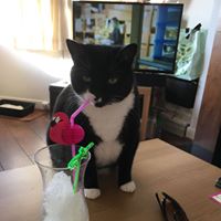 clarabellabash