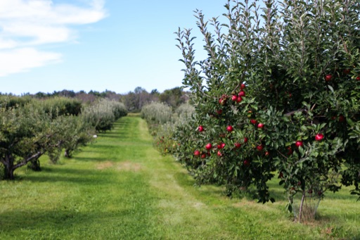 The Apple Orchard Podcast