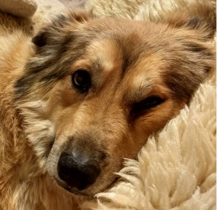 Snoozly