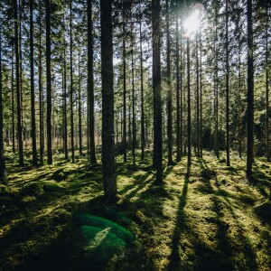 Mountain Top Arboretum with Marc Wolf