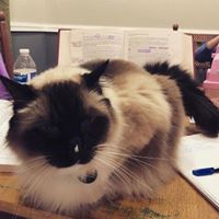 catfurr