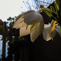 drcap