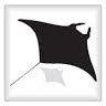 Manta Guy