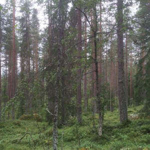Sesongstart - skogkultur