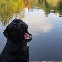 Cazlovezdogz