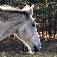trailmasterbarebackpads