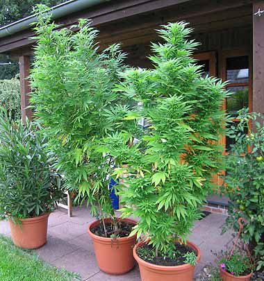 God Made Me, You and Trees