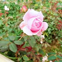 ngothithanh95