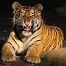 amit