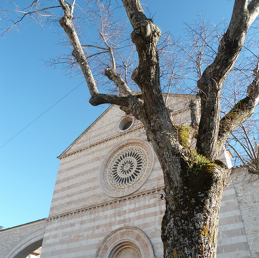 Fr. Eli's Homilies