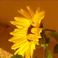 Solunate