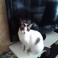 fran