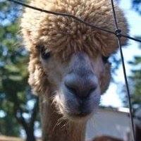 paulpalf