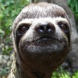 DireSloth
