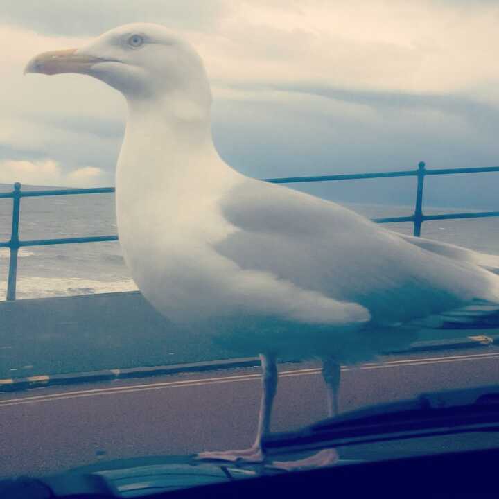Herringgull