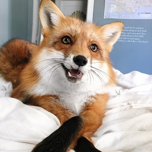 Foxontherun