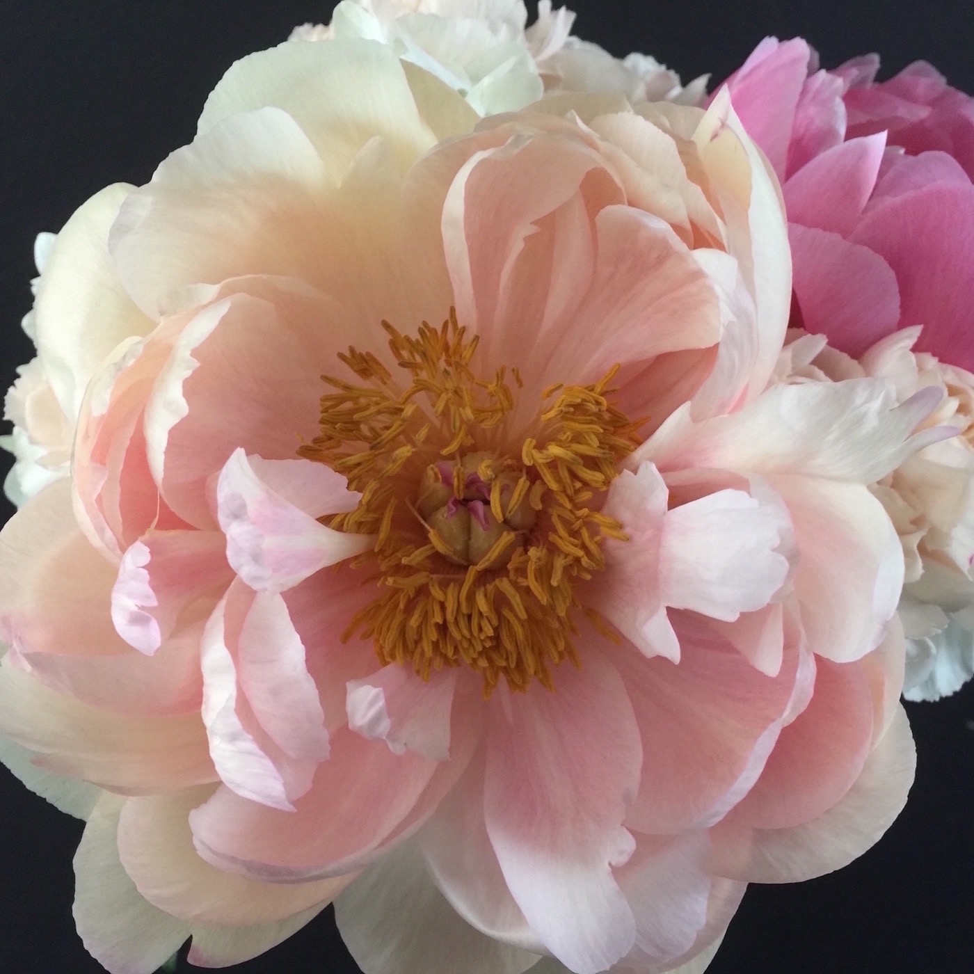 theflowerpodcast