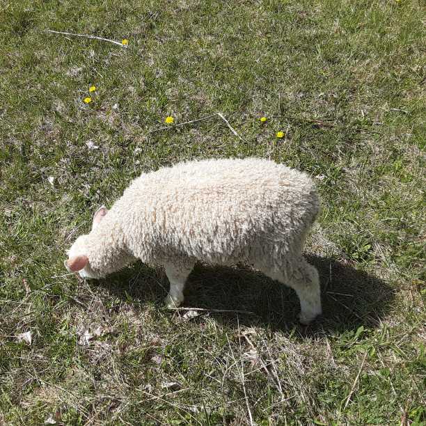 Shepherd